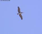 pelican in flight