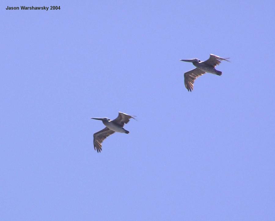 pelicans in flight