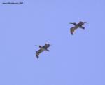 pelicans in flight