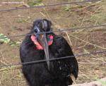 abyssinianGroundHornbill