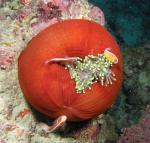 P9190005anemonefish