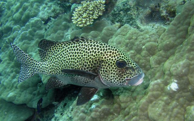 P9190006-1bigLipFish