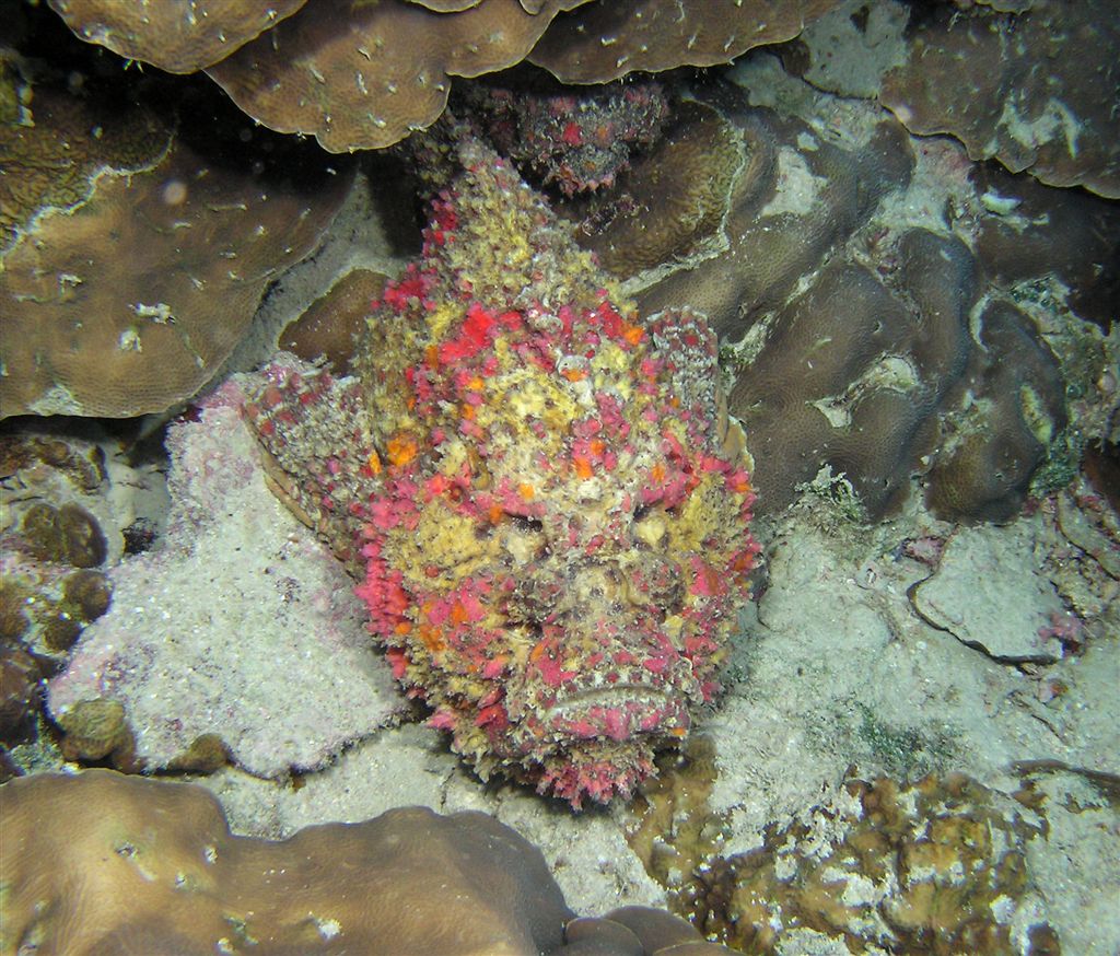 P9190012stonefish