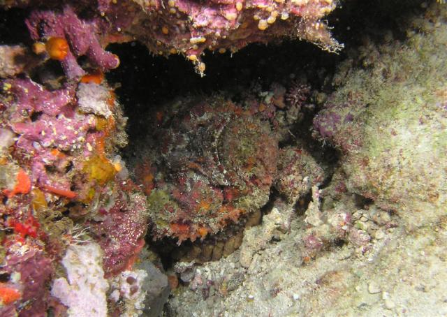 P9190020stonefish