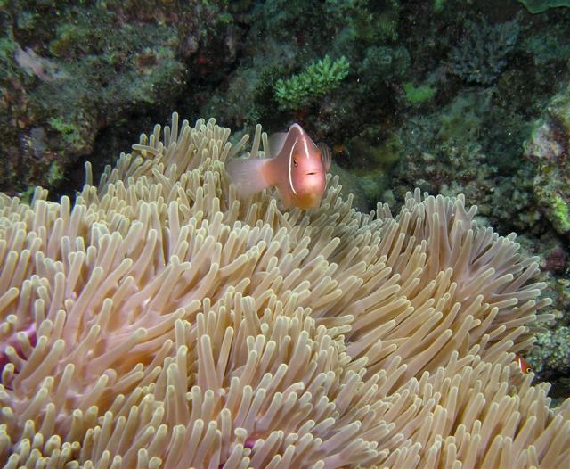 P9190032anemoneFish