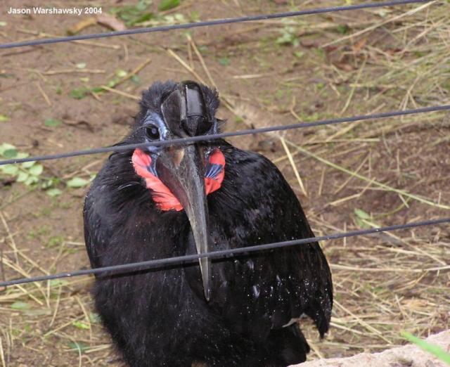 abyssinianGroundHornbill