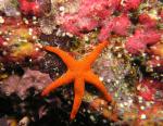 P9190044seaStar