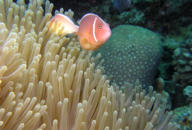 P9190054anemoneFish