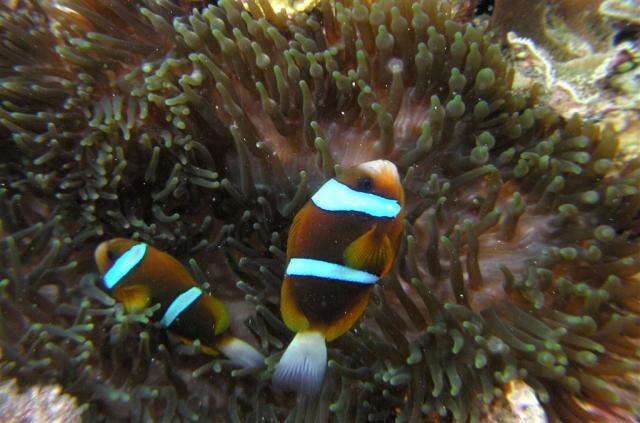 P9190057anemoneFish