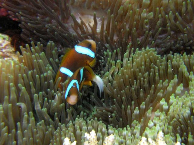 P9190061anemoneFish