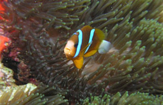 P9190063anemoneFish