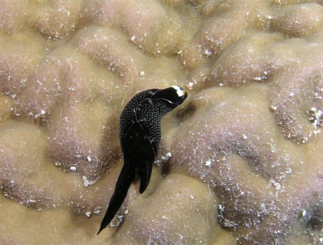 P9160037nudibranch