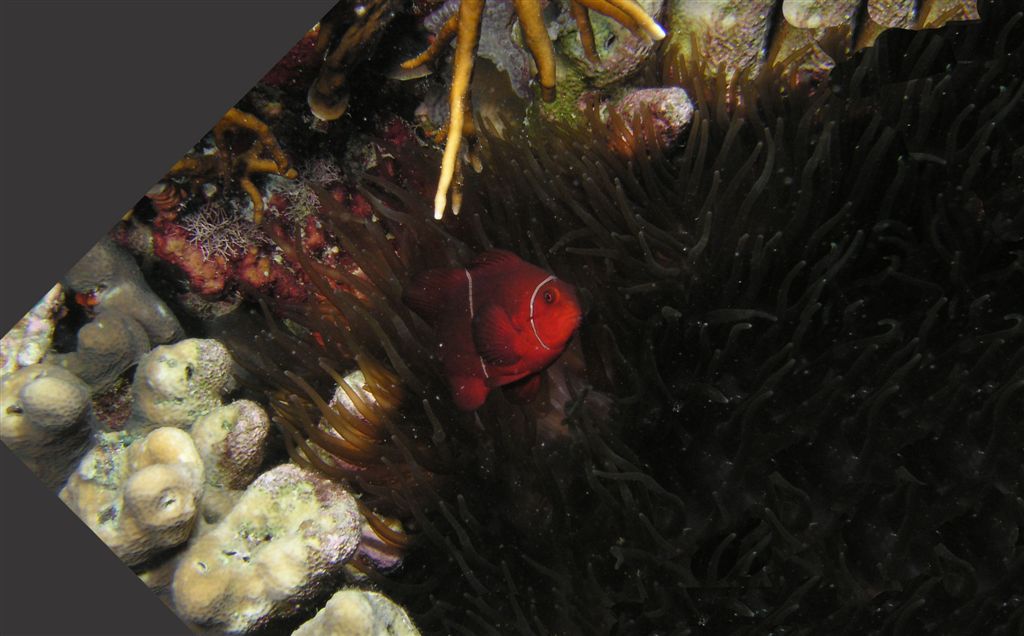 P9160019anemoneFish