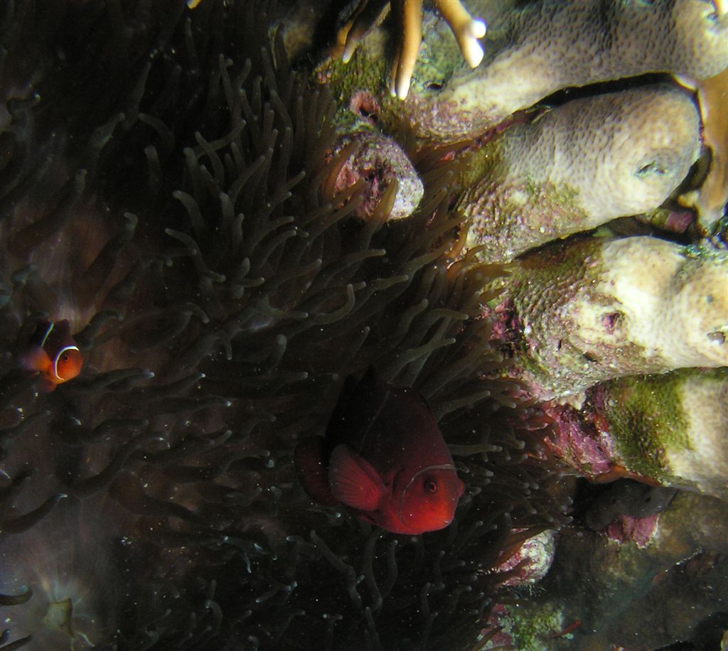 P9160018anemoneFish