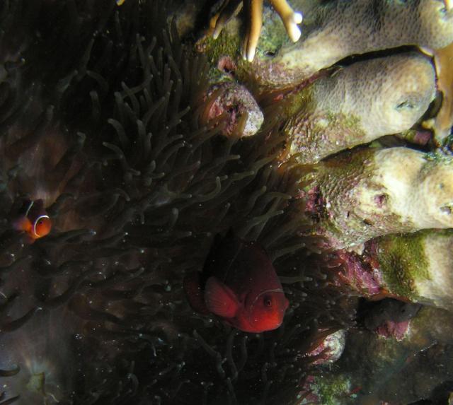 P9160018anemoneFish