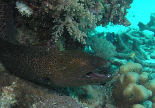 P9160003eel