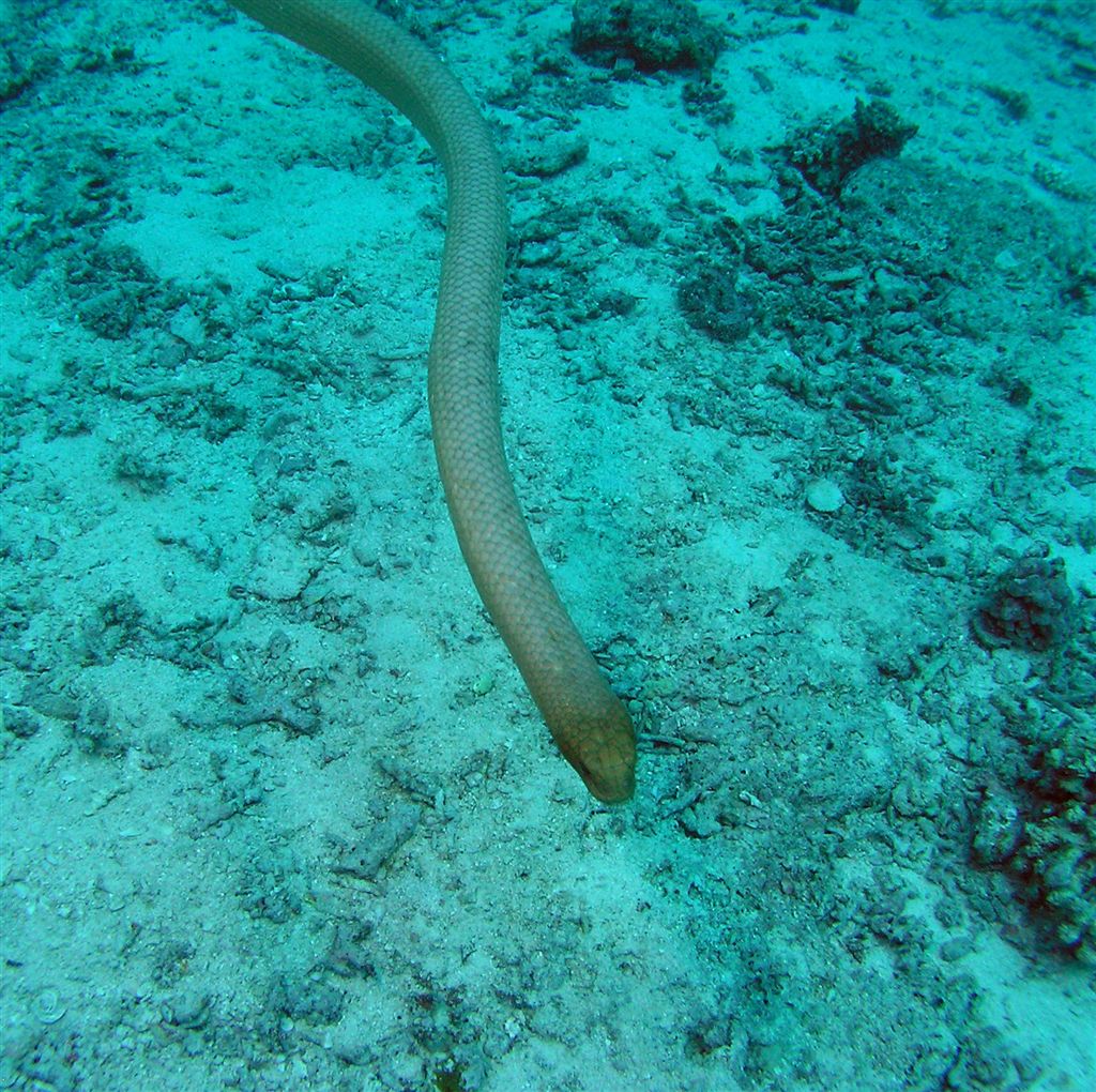 P9140006-1seaSnake2