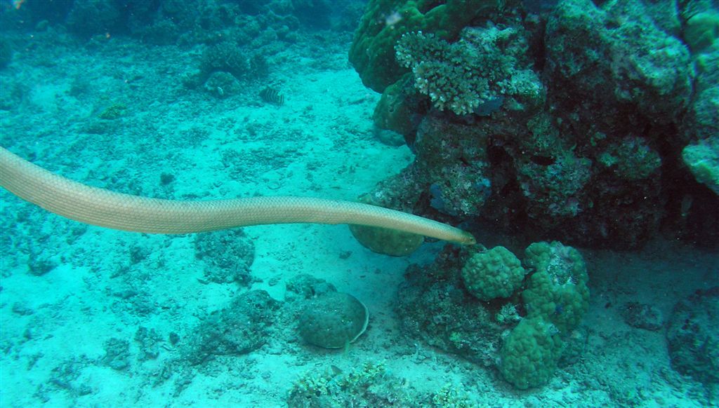 P9140007-1seaSnake3