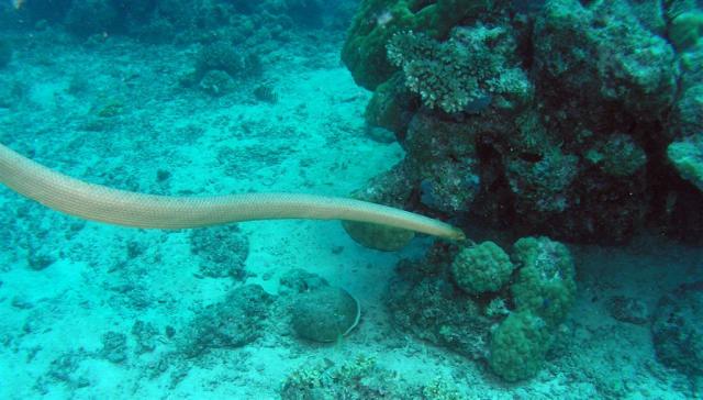 P9140007-1seaSnake3