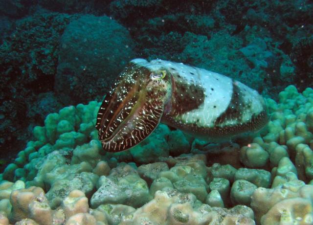 P9140060-1cuttleFish