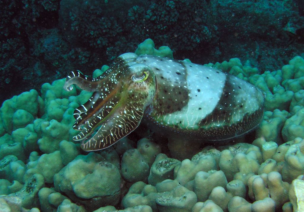 P9140061-1cuttleFish