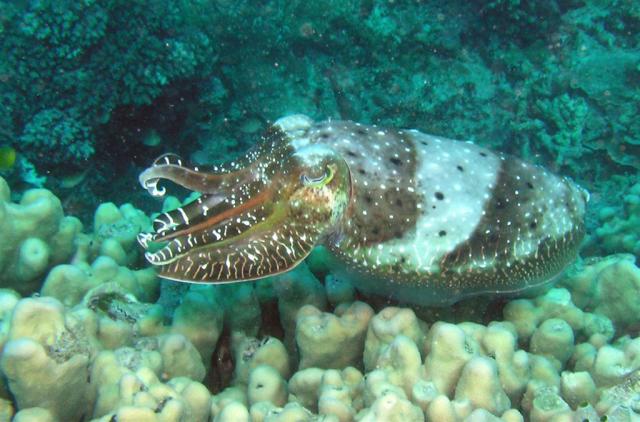 P9140062-1cuttleFish