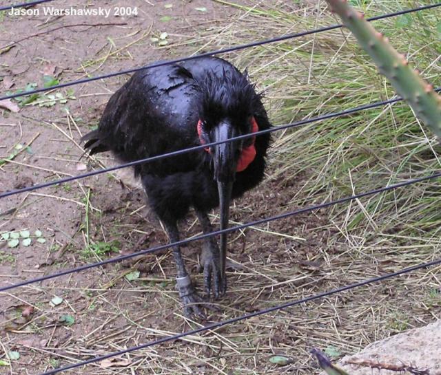 abyssinianGroundHornbill2