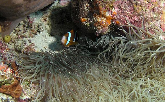 P9150065anemoneFish