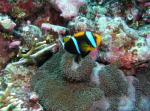 Anemone Fish