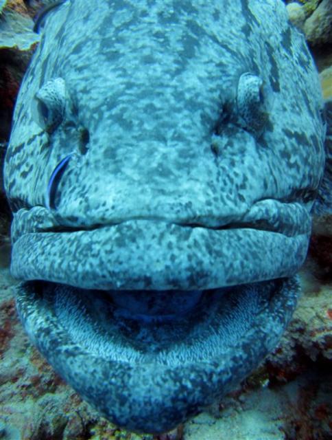 cod smile closeup