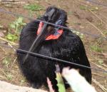 abyssinianGroundHornbill3