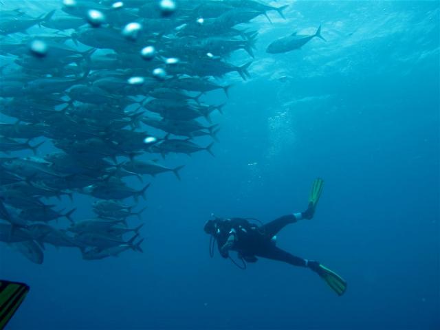 lots of trevalli