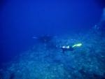 manta2