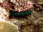 mantis shrimp