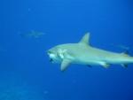 shark eating