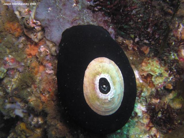 keyhole limpet