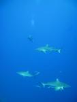 sharks in the blue2