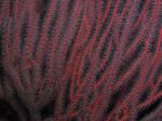 red gorgonian