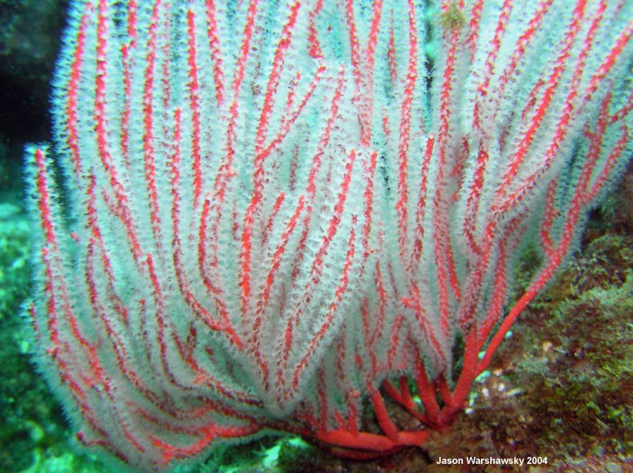 red gorgonian