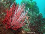 red gorgonian scene