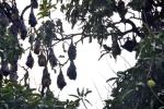 DSC_1730flyingFoxes