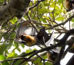 Flying Foxes