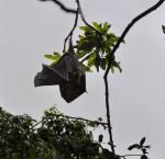 DSC_1735flyingFox