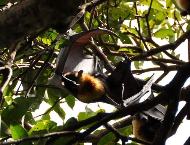 DSC_1836flyingFoxCleaning1