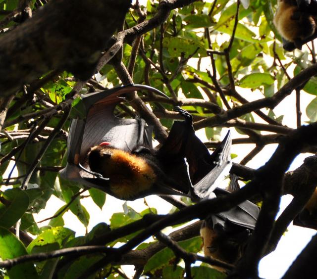 DSC_1837flyingFoxCleaning2