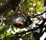 DSC_1838flyingFoxCleaning3