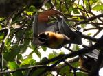 DSC_1840flyingFoxCleaning4