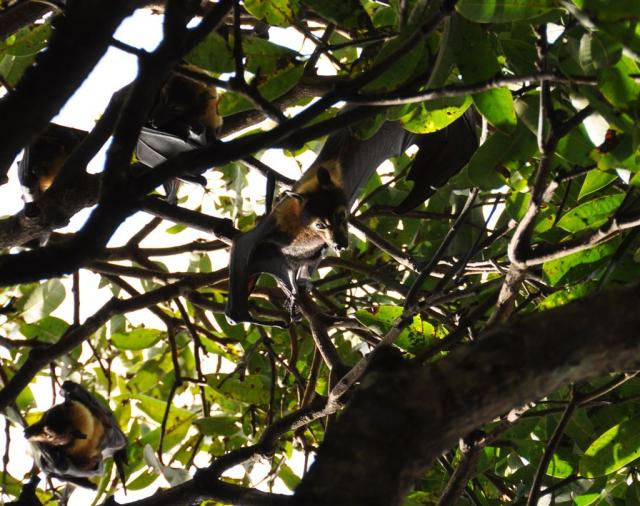 DSC_1842flyingFoxWatching