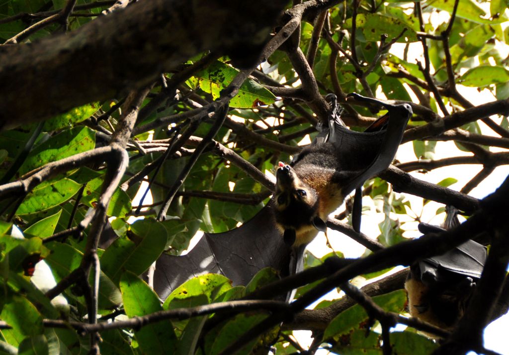 DSC_1844flyingFoxTongue