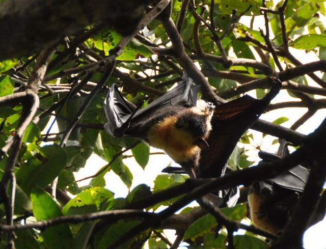 DSC_1857flyingFox_claw